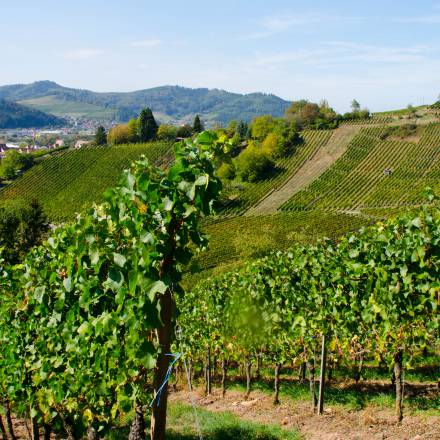 Blick auf die Weinreben in Gengenbach