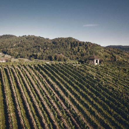 Panoramablick auf die Weinberge von Gengenbach