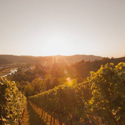 Weinreben in Gengenbach im Sommer