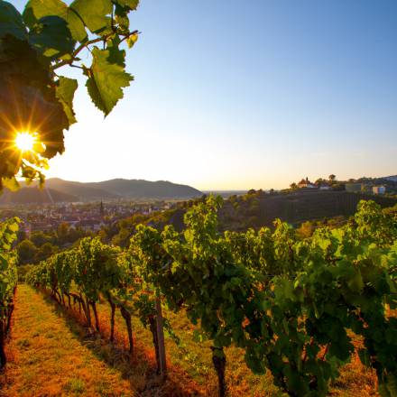 Reben von Gengenbach im Sommer