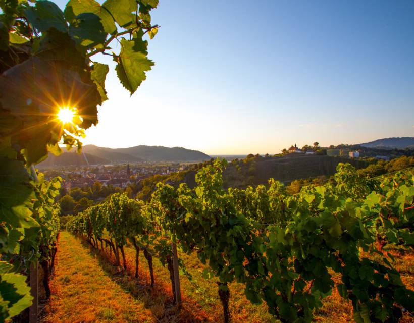 Reben von Gengenbach im Sommer